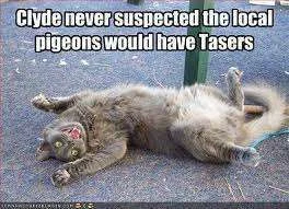 Pigeons have tasers.webp