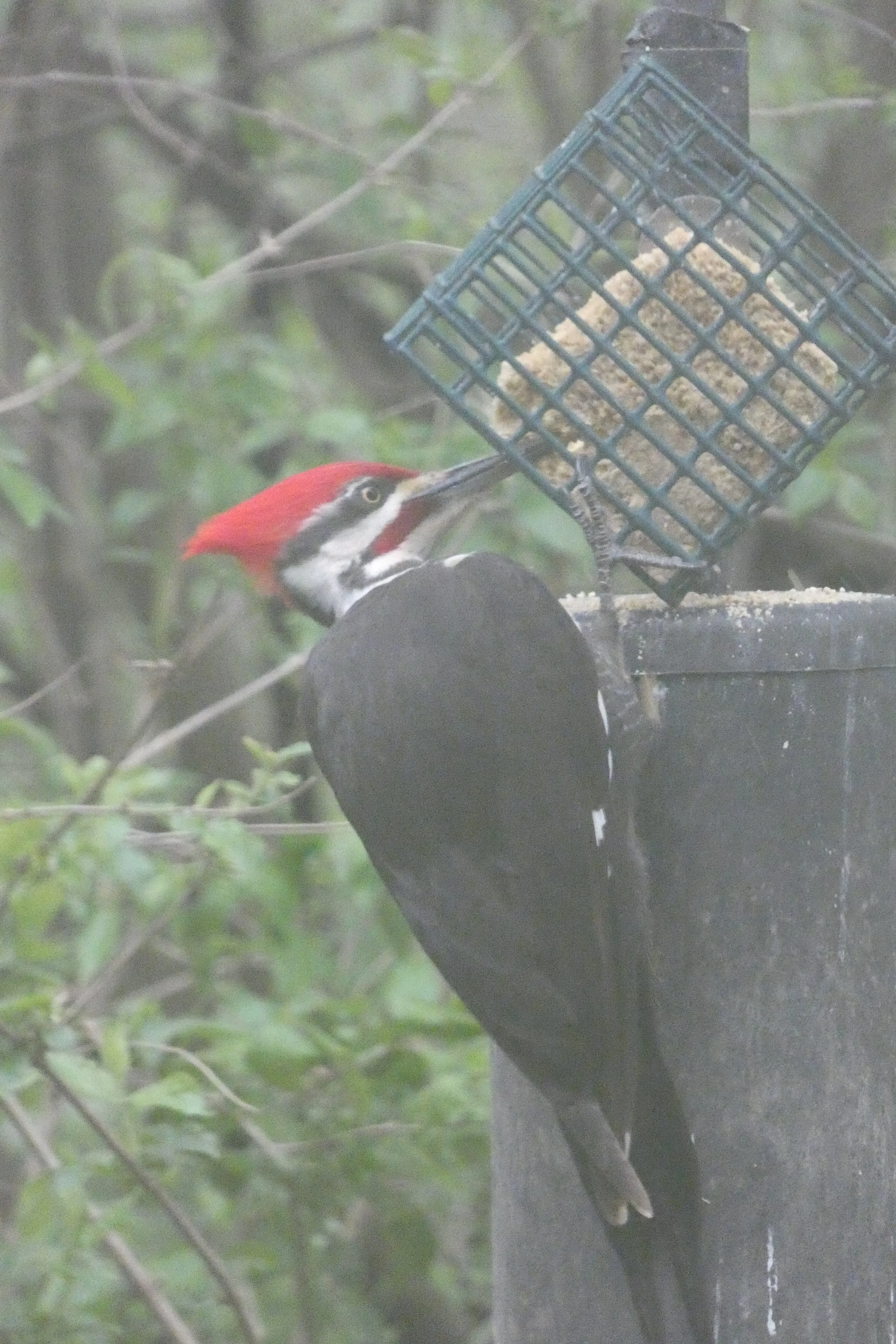 Pileated woodpecker 04062023.webp