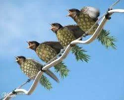 pineapplebirds.webp
