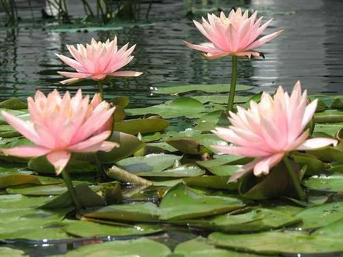 pink flowers and lilly pads..webp