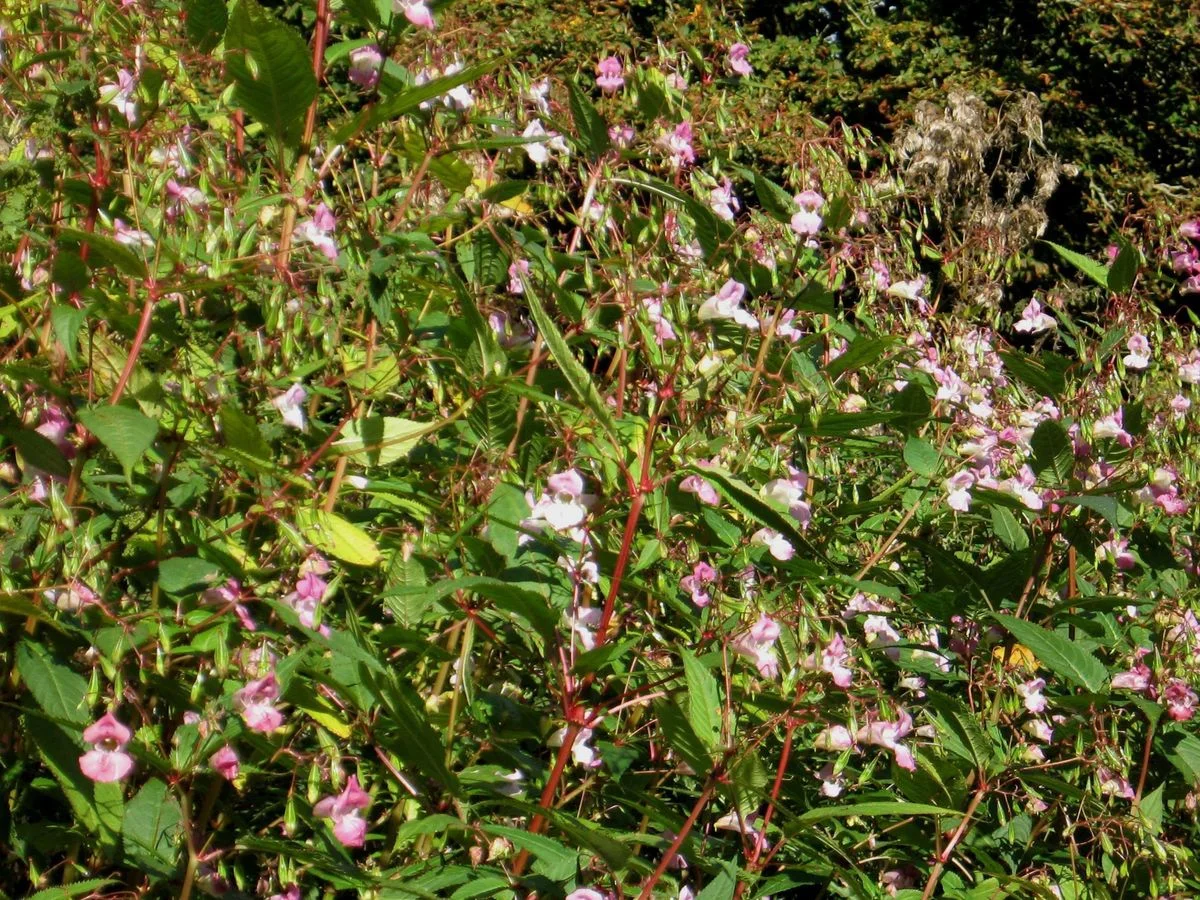 Pink flowers.webp