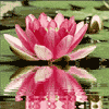 Pink-Lilly-Java.gif