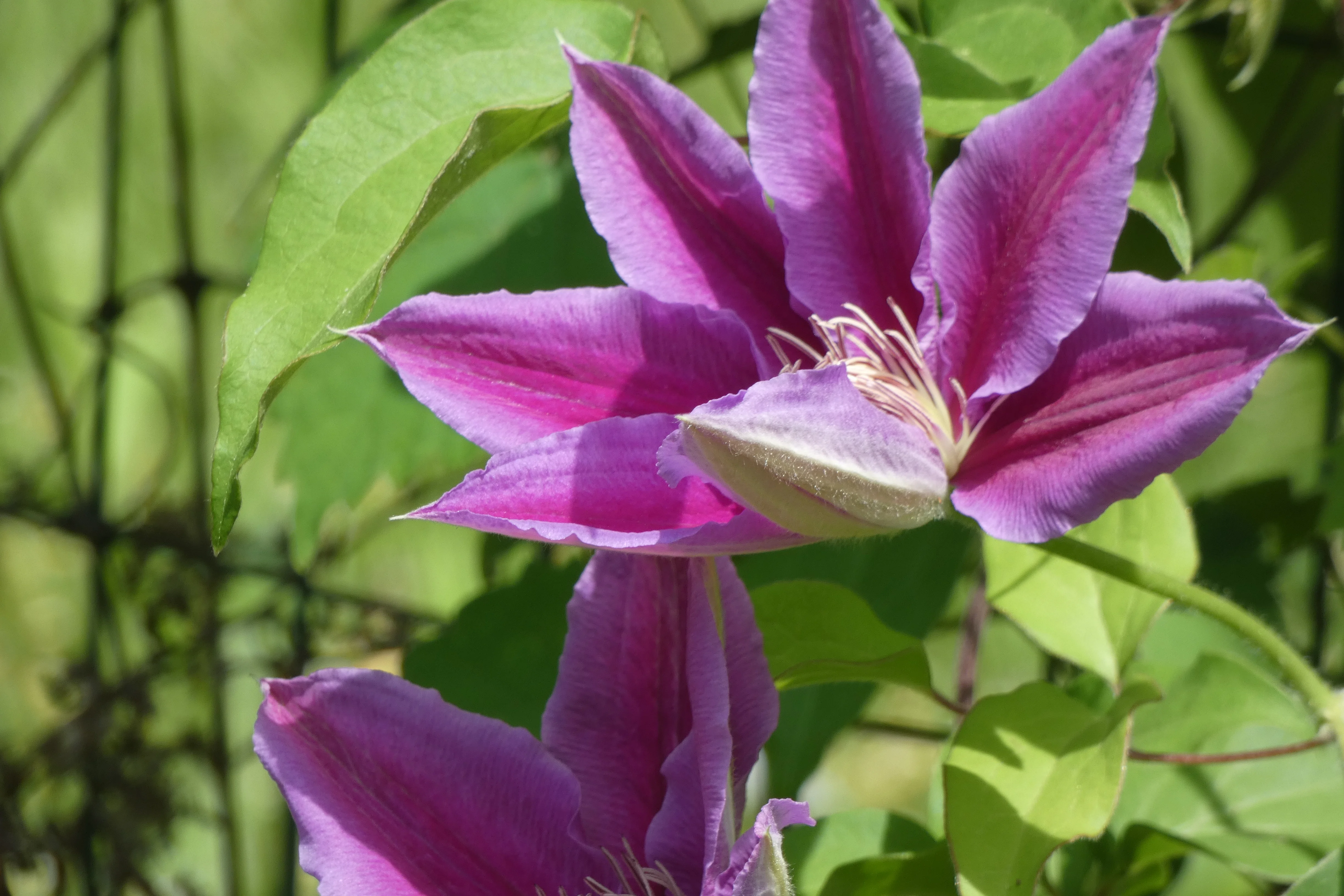 pink purple ques clematis.webp