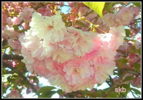 Pink Tree Beauties.webp