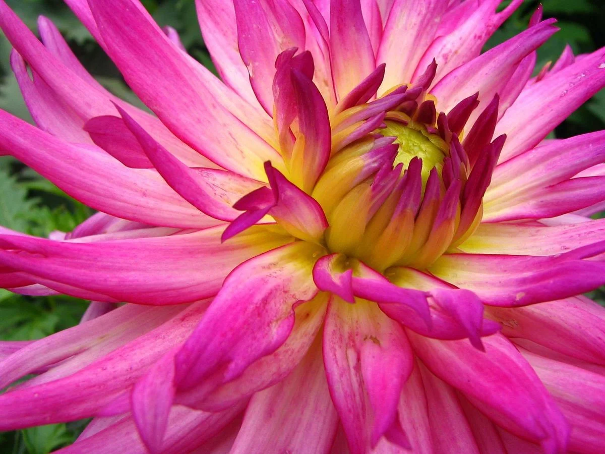 Pink_Flower_Closeup_2048px.webp