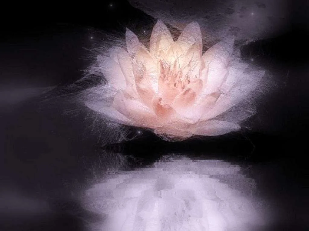 Pink_lily_mist_Wallpaper__yvt2.webp