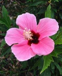 PinkHibiscus.webp