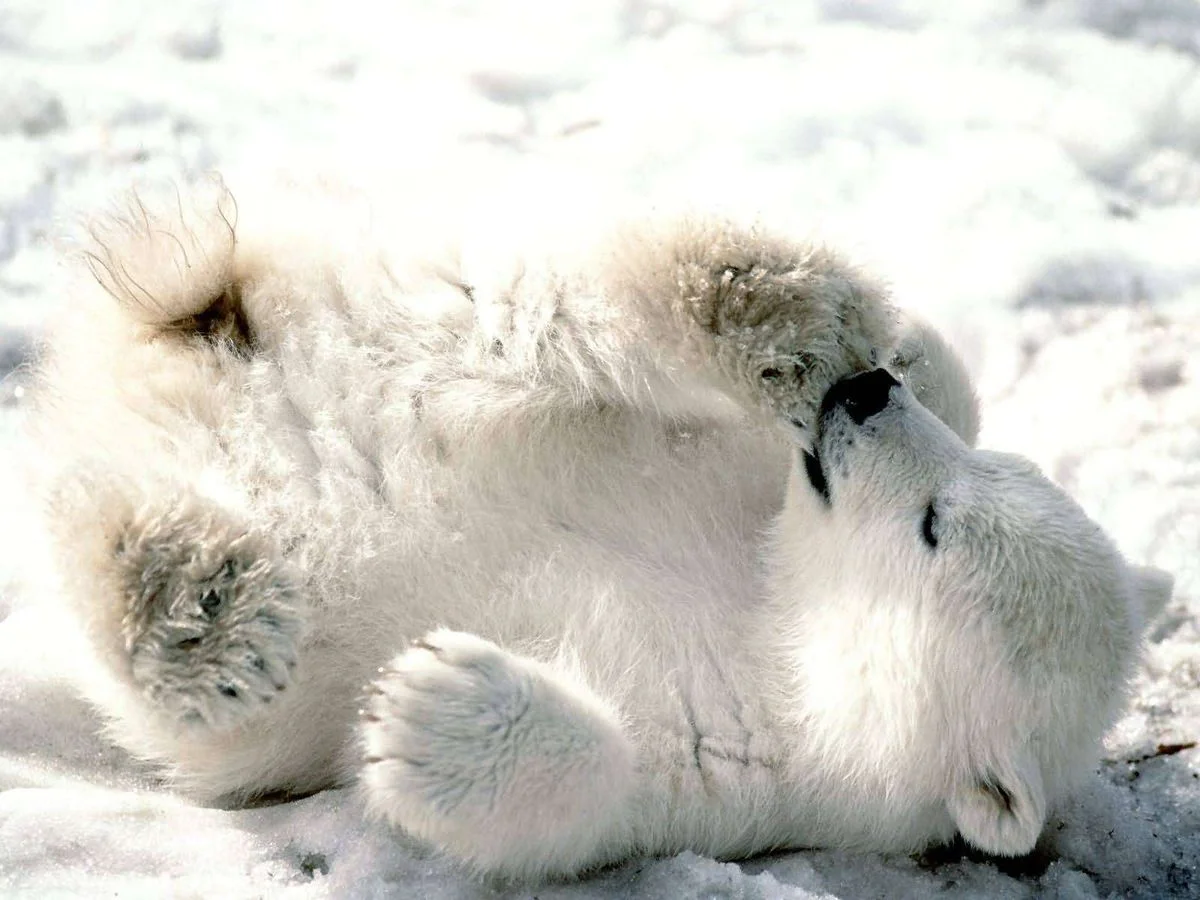 Playful_Baby_Polar_Bear-1600x1200-Bandwidth-thief.webp