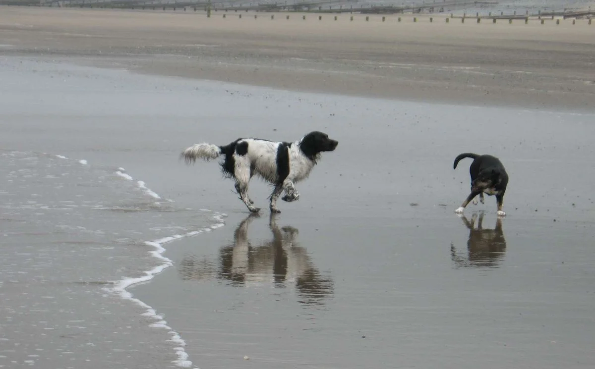 Playing on the beach.webp