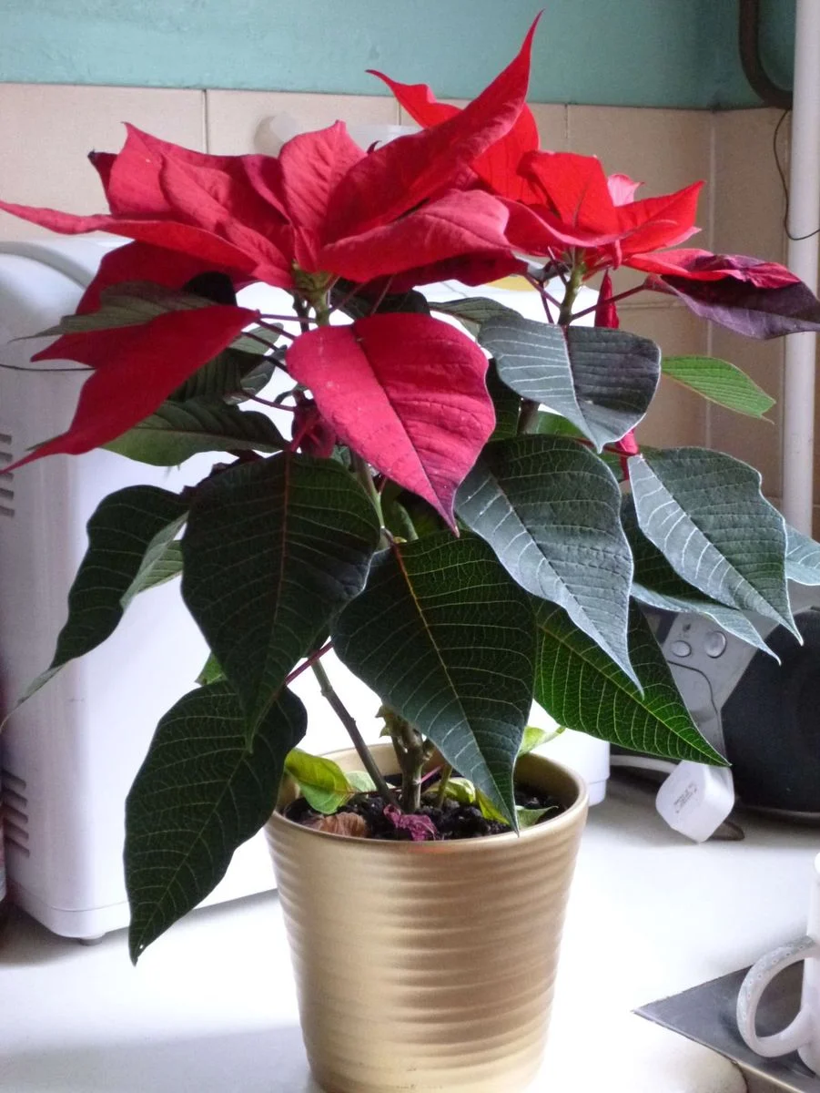 Poinsettia.webp