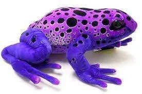 Poison Dart Frog.webp