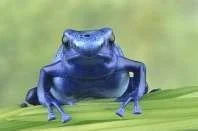 poison frog.webp