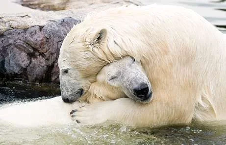 polar-bear-hug.webp