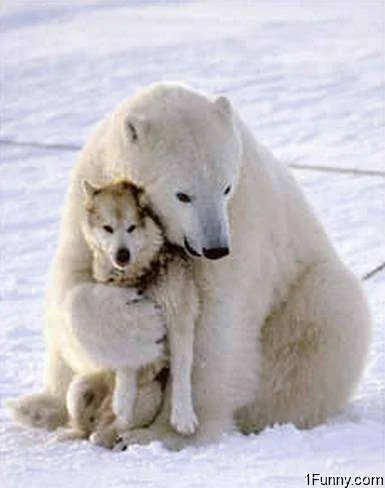 polar-bear-hugging-dog.webp