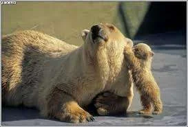 Polar bears.webp