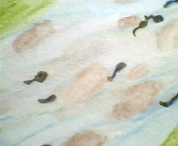 Pollywogs! close-up.webp