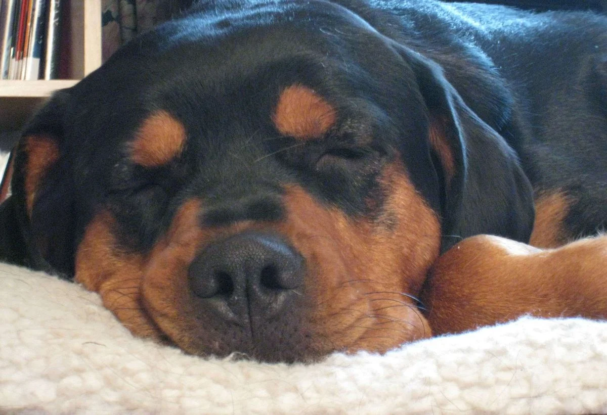 pooped.webp