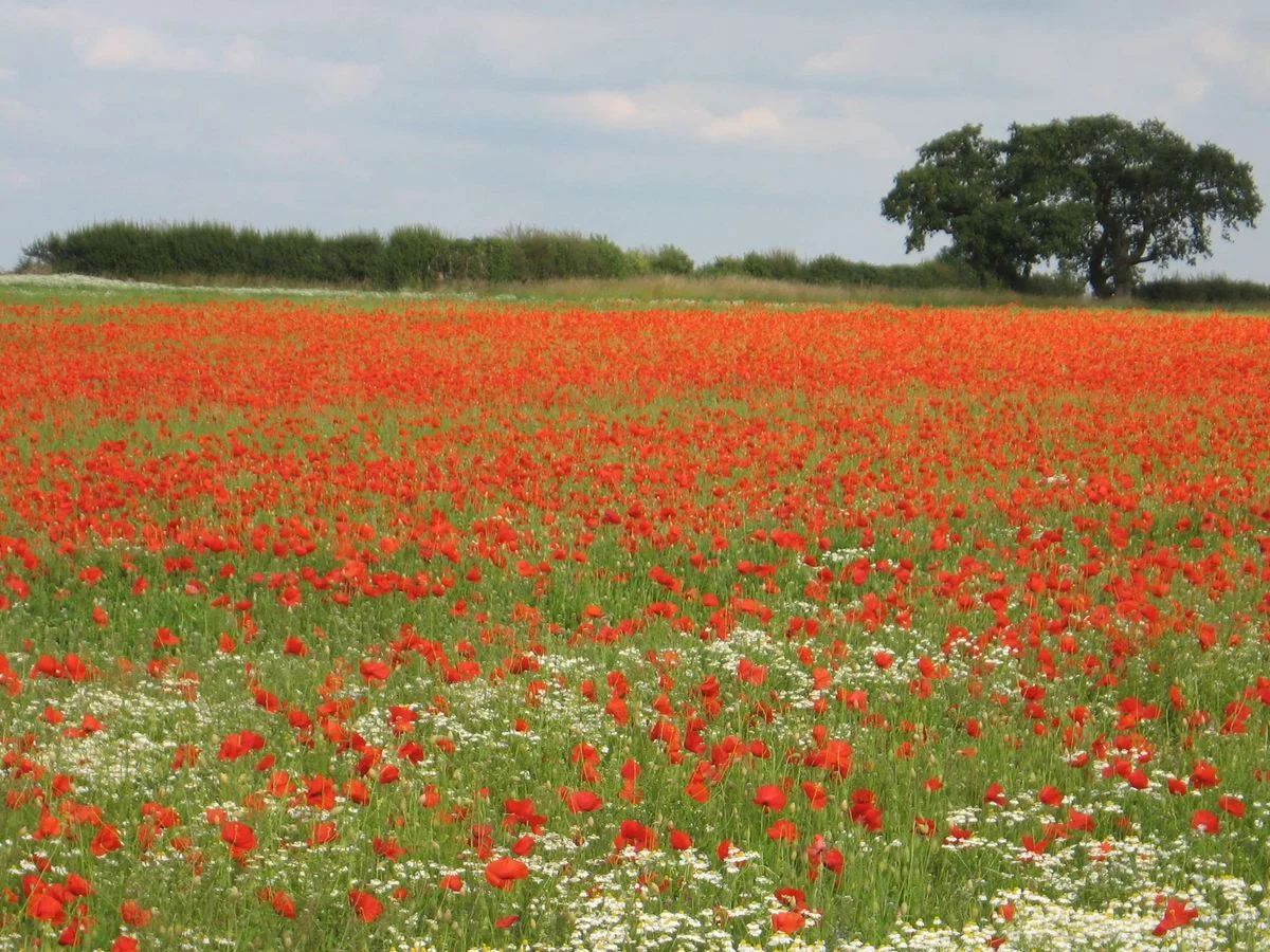 Poppies 1.webp