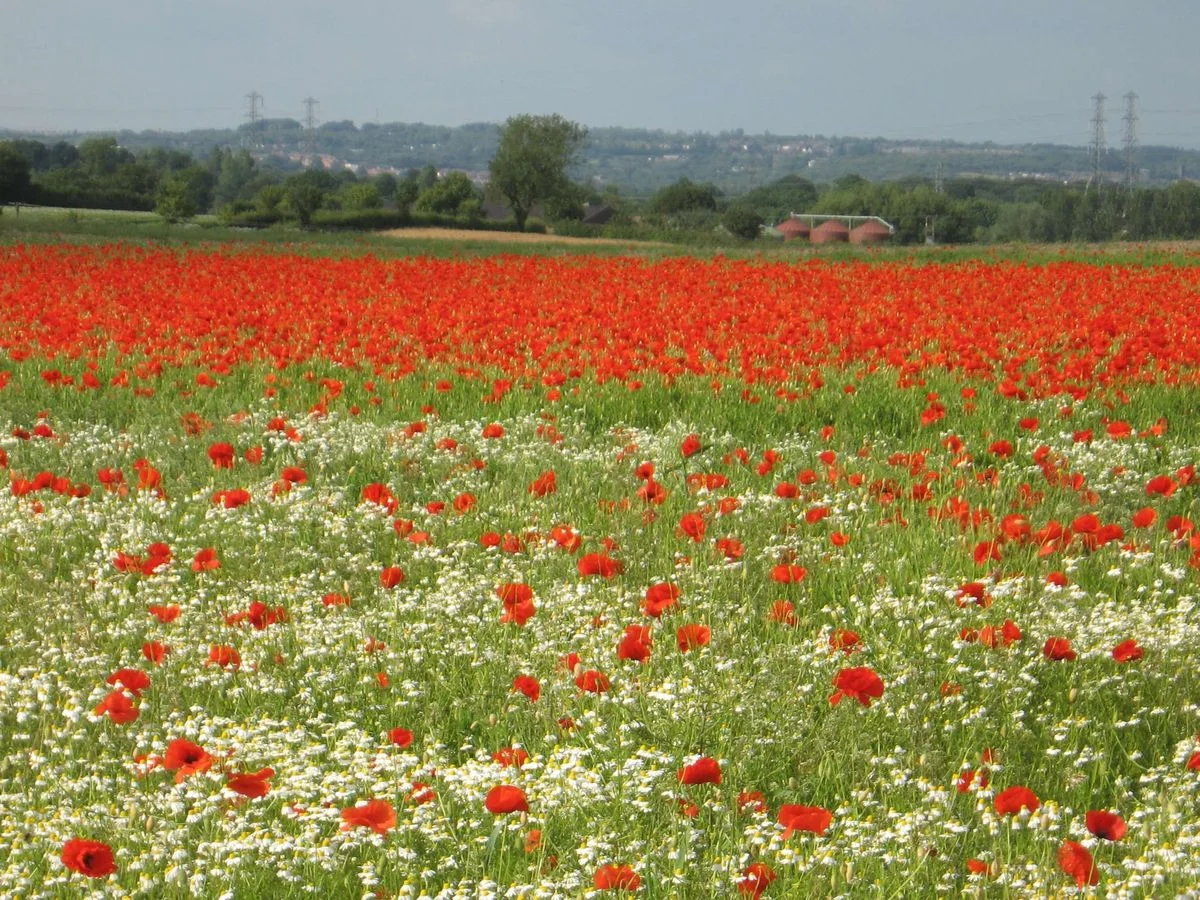 Poppies and farm.webp