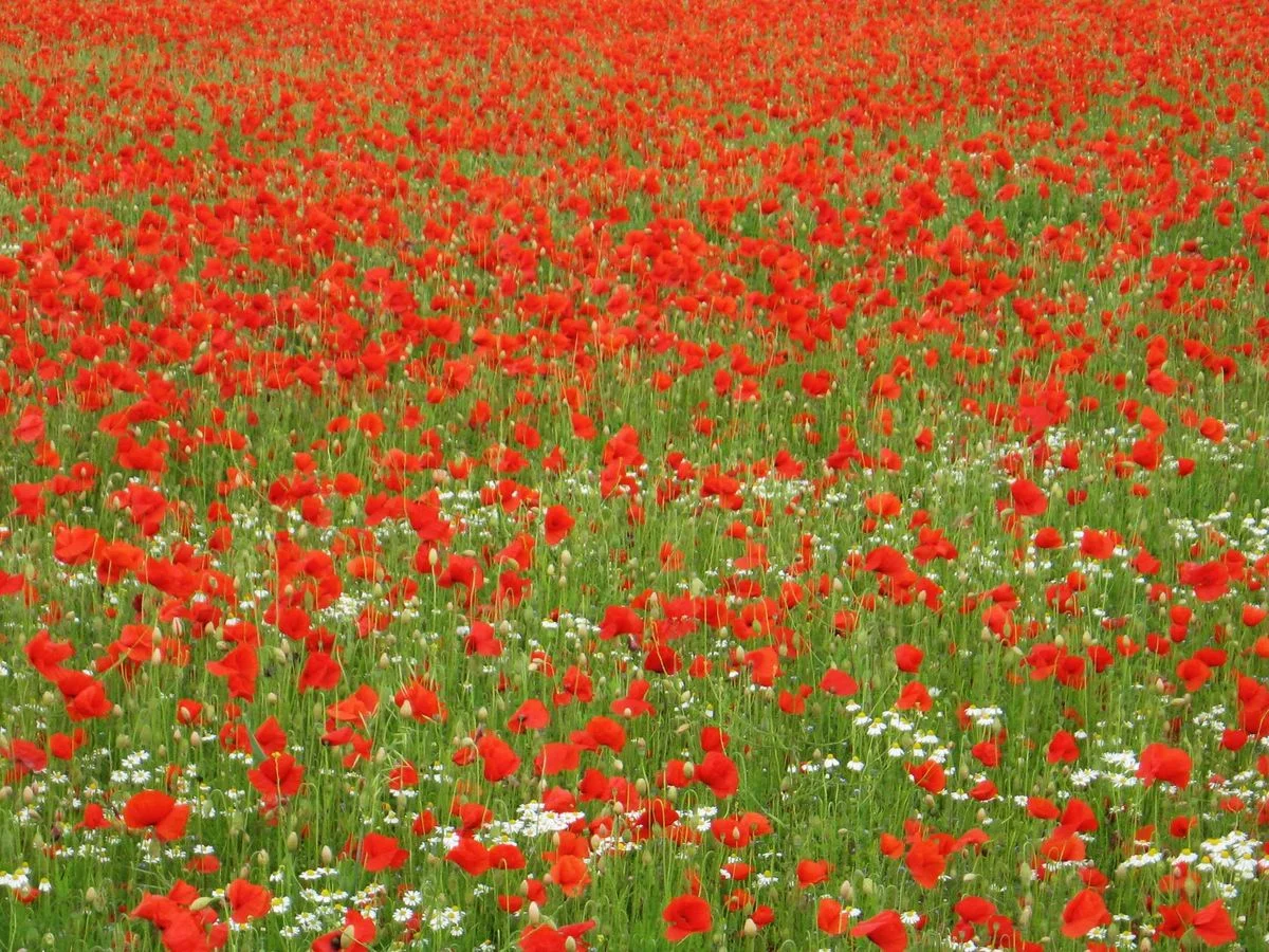 Poppies everywhere.webp