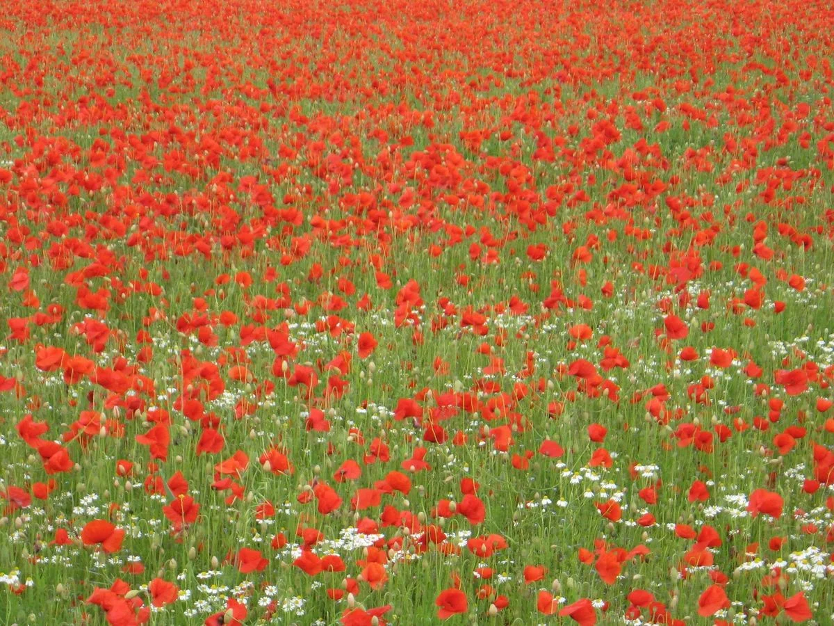Poppies everywhere.webp