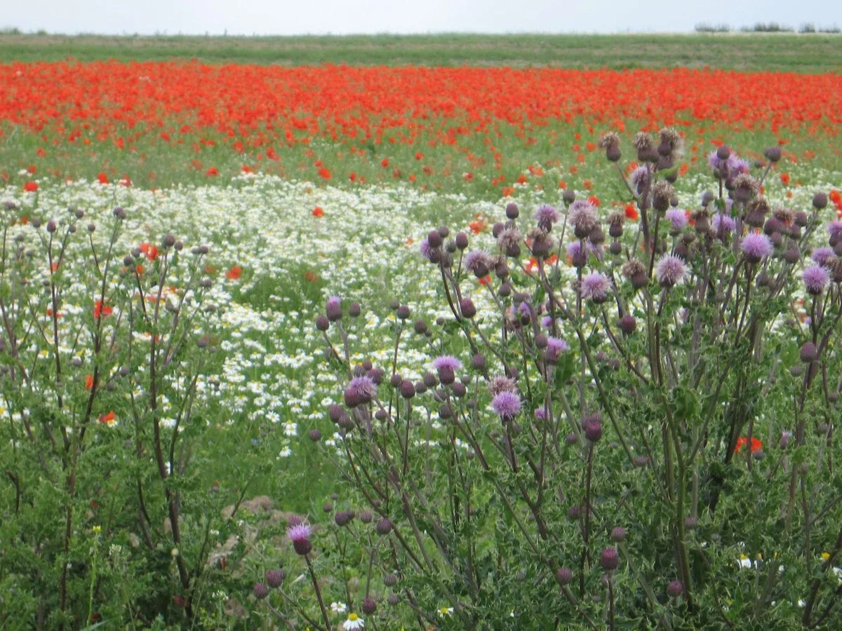Poppies, thistles and daisies.webp