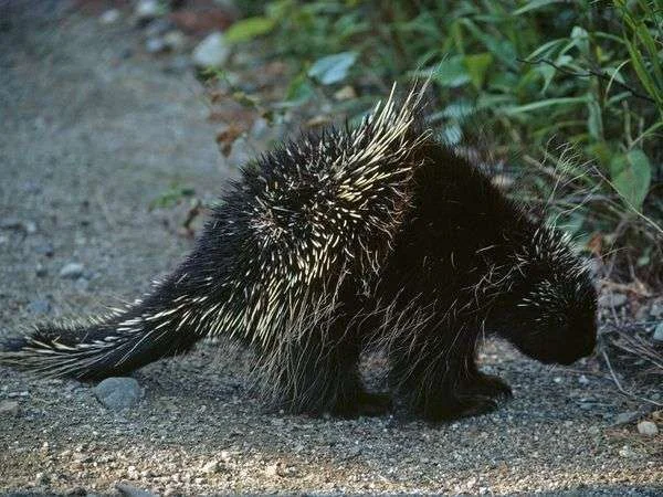 porcupine_668_600x450.webp