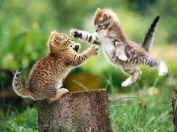 Pouncing kitties.webp