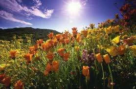 pretty flowers.webp