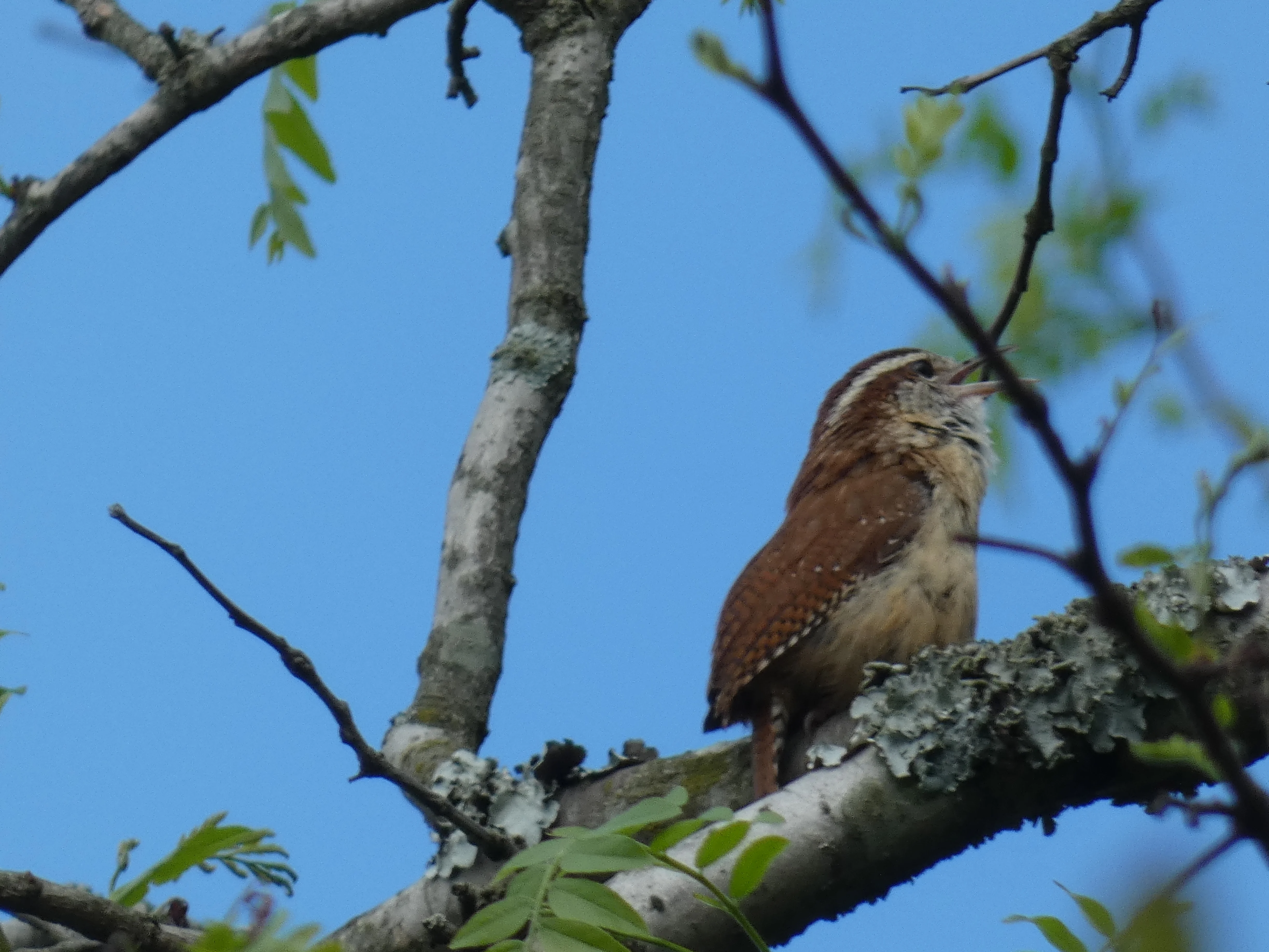 Prob Carolina Wren_2.webp