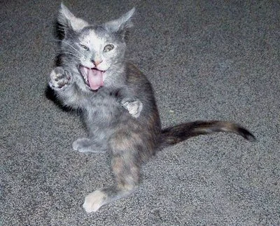 PTSD CAT.webp