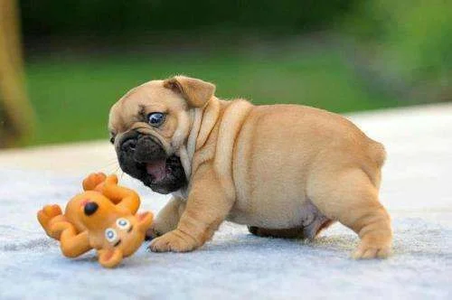 Pug.webp