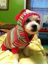 pup in hoodie.webp