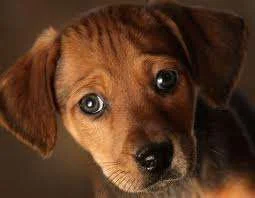pup.webp