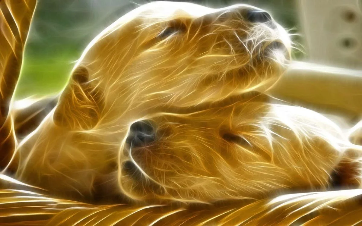 puppies.webp