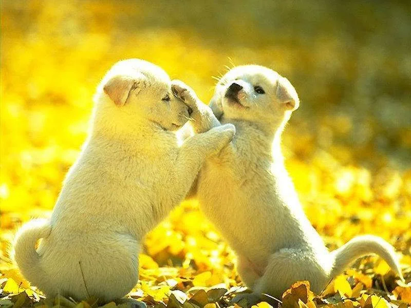 puppies.webp