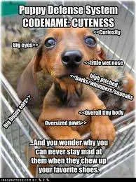 puppy defense system.webp
