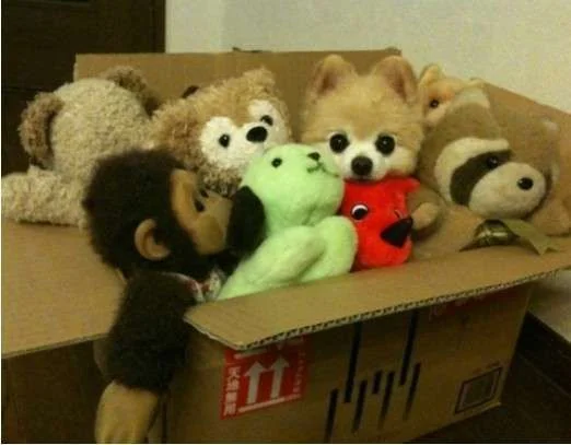 puppy in cardboard box.webp