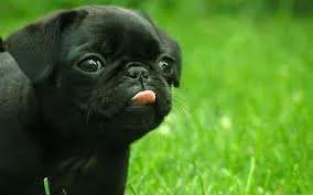 puppy tongue.webp