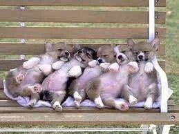 Puppy tummies#.webp