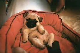 Puppy tummiy.webp