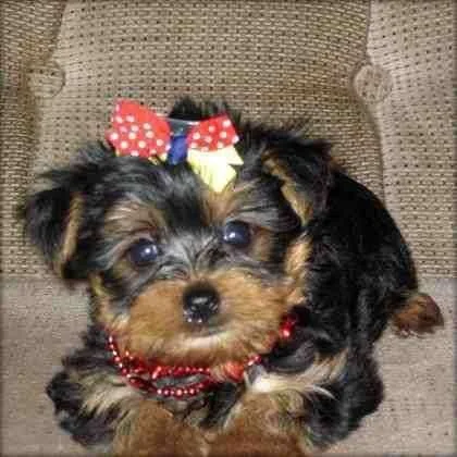 puppy.webp
