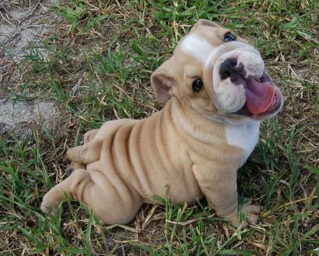 Puppy_Happy_To_Be_Alive.webp
