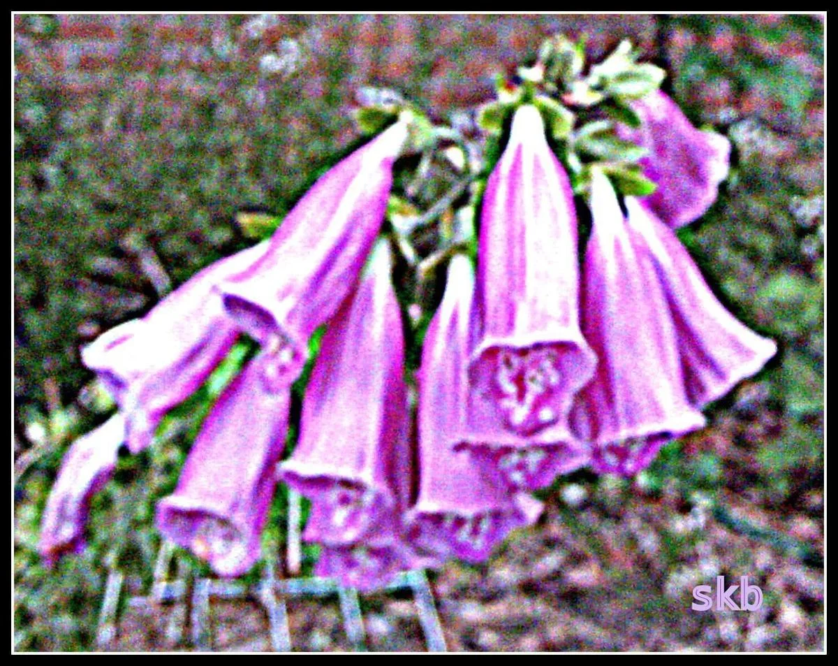 Purple Bells.webp