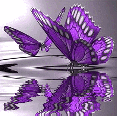 Purple Butterfly-198595.gif