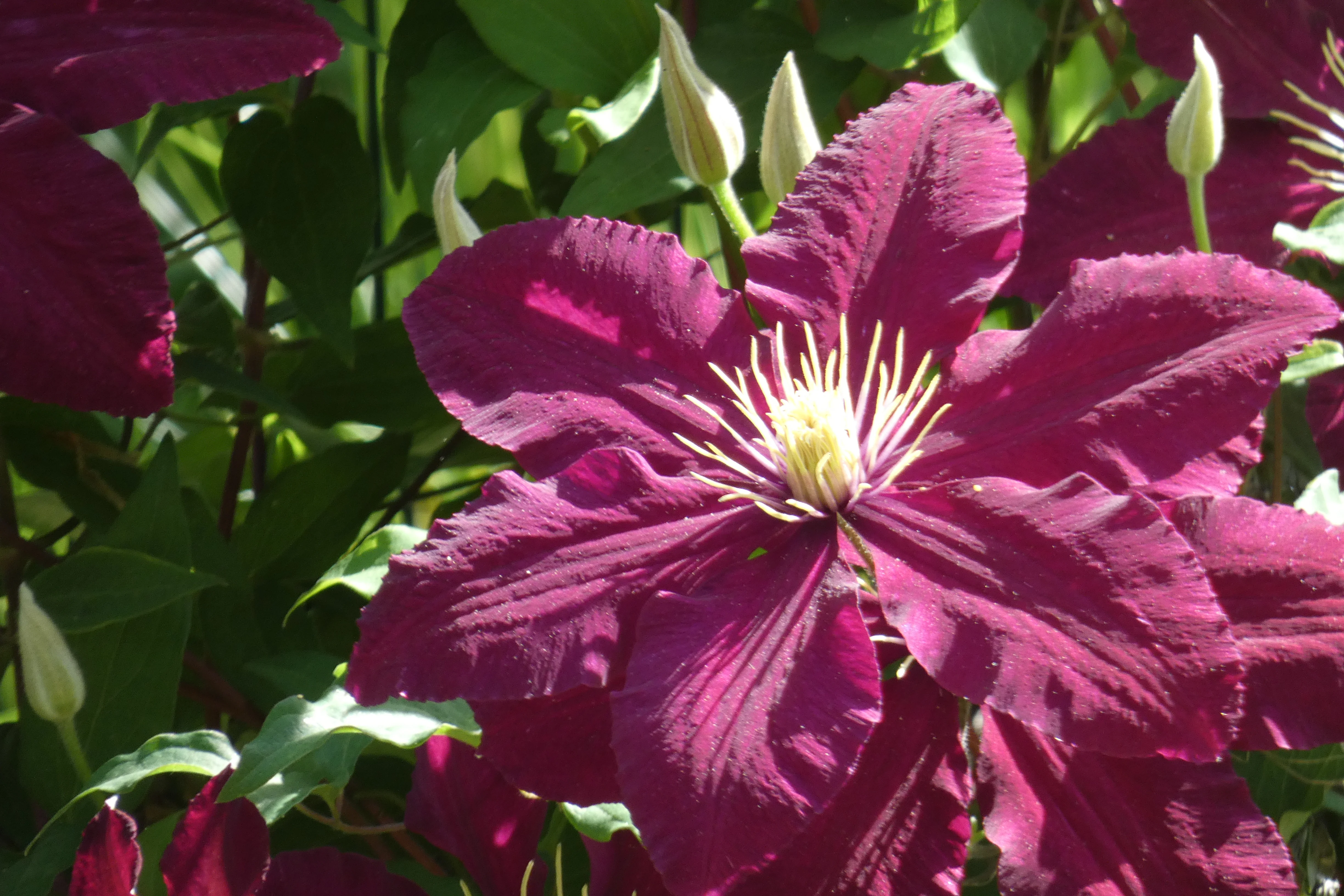 purple clematis.webp