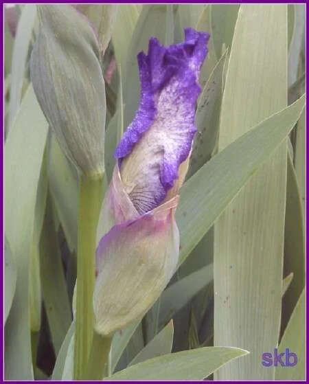 Purple Iris.webp
