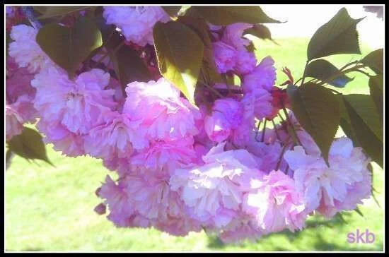 Purple Pink Tree Beauties.webp