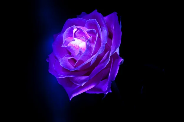purple rose.webp