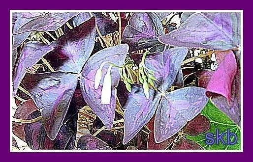 Purple Shamrocks n Blooms.webp